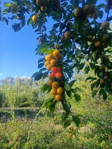 Участок, 27 сот.